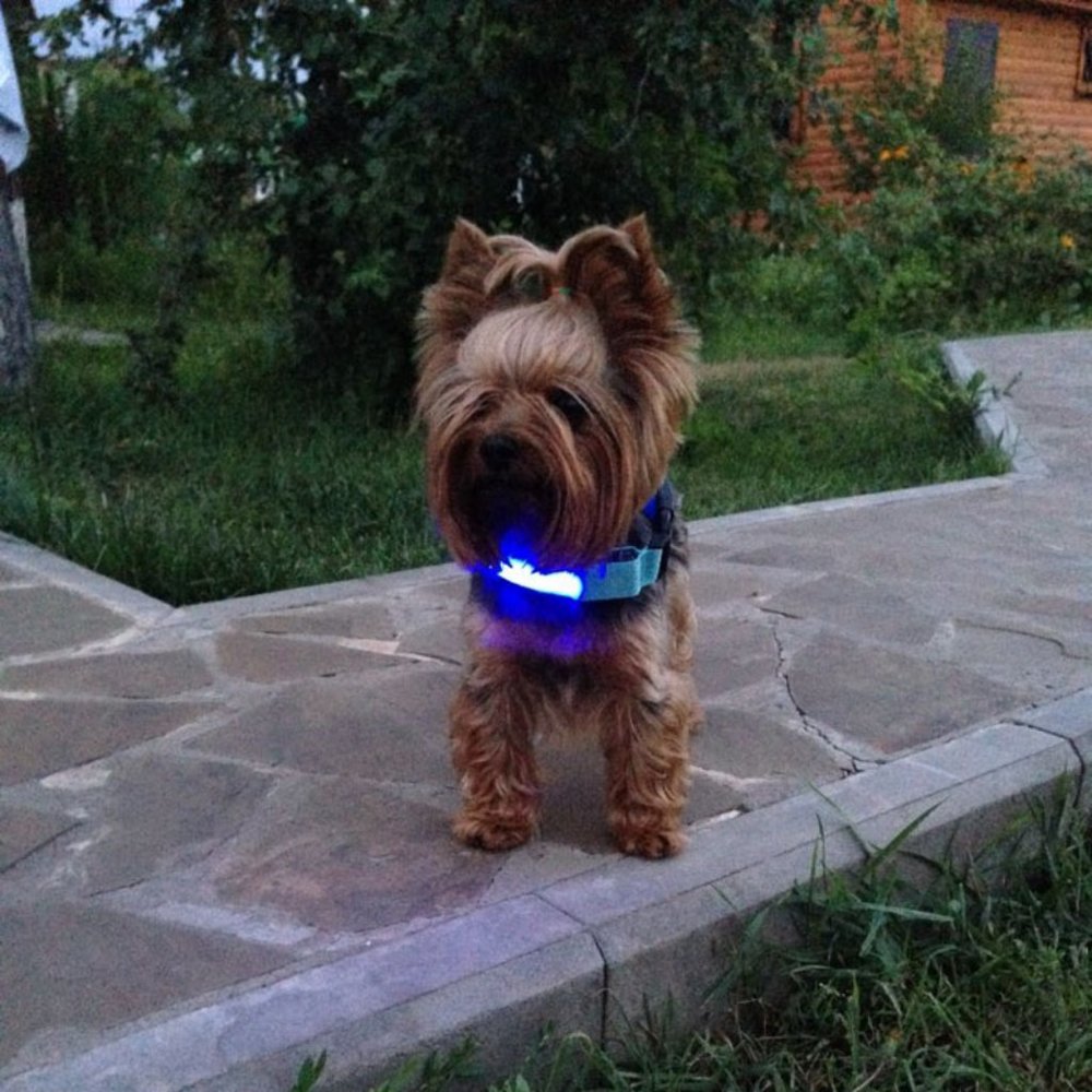 LED DOG COLLAR FOR MEDIUM SIZE DOGS